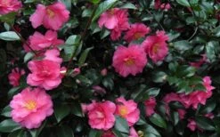 Shishi Gashira Dwarf Camellia Sasanqua - 1 Gallon Pot -Best Bush Shop Camellia Shishi Gashira 24 1