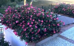 Shishi Gashira Dwarf Camellia Sasanqua - 1 Gallon Pot -Best Bush Shop Camellia Shishi Gashira 33 1
