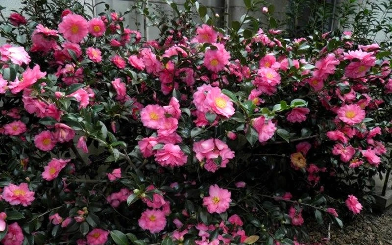 Shishi Gashira Dwarf Camellia Sasanqua - 3 Gallon Pot 8 Shishi Gashira Dwarf Camellia Sasanqua - 3 Gallon Pot - Image 8
