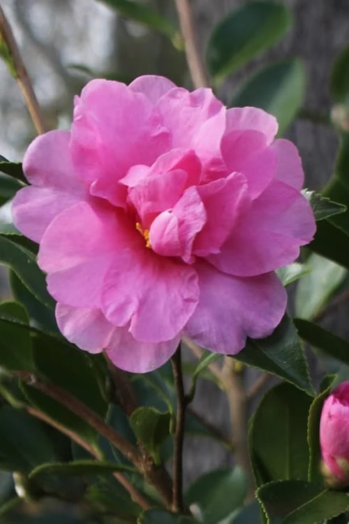 Showa No Sakae Dwarf Camellia Sasanqua - 3 Gallon Pot 1 Showa No Sakae Dwarf Camellia Sasanqua - 3 Gallon Pot