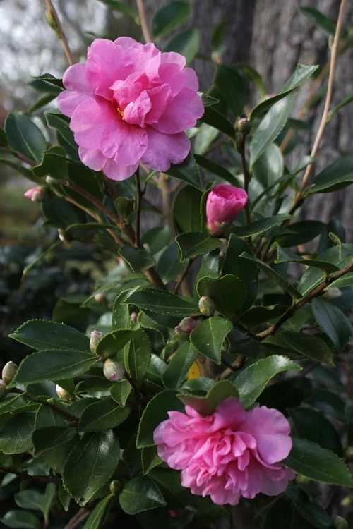 Showa No Sakae Dwarf Camellia Sasanqua - 3 Gallon Pot 5 Showa No Sakae Dwarf Camellia Sasanqua - 3 Gallon Pot - Image 5