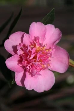 Showa No Sakae Dwarf Camellia Sasanqua - 3 Gallon Pot 11 Showa No Sakae Dwarf Camellia Sasanqua - 3 Gallon Pot -Best Bush Shop Camellia Showa No Sakae 13
