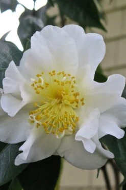 Silver Waves Camellia Japonica - 3 Gallon Pot -Best Bush Shop Camellia Silver Waves 6