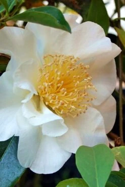 Silver Waves Camellia Japonica - 3 Gallon Pot -Best Bush Shop Camellia Silver Waves 7