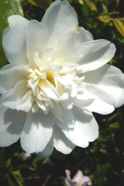 Snow Flurry Cold Hardy Camellia Hybrid - 3 Gallon Pot 10 Snow Flurry Cold Hardy Camellia Hybrid - 3 Gallon Pot -Best Bush Shop Camellia Snow Flurry 2