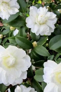 Snow Flurry Cold Hardy Camellia Hybrid - 3 Gallon Pot 13 Snow Flurry Cold Hardy Camellia Hybrid - 3 Gallon Pot -Best Bush Shop Camellia Snow Flurry 6