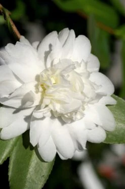 Snow Flurry Cold Hardy Camellia Hybrid - 3 Gallon Pot 11 Snow Flurry Cold Hardy Camellia Hybrid - 3 Gallon Pot -Best Bush Shop Camellia Snow Flurry 8