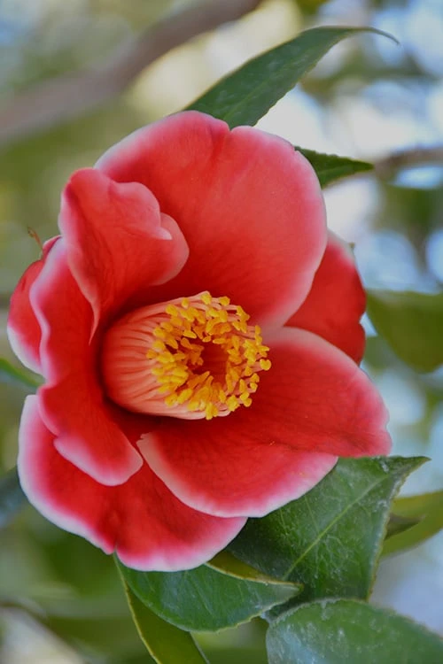 Tama Electra Camellia Japonica - 1 Gallon Pot 1 Tama Electra Camellia Japonica - 1 Gallon Pot
