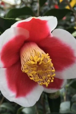 Tama No Ura Weeping Camellia Japonica - 1 Gallon Pot 11 Tama No Ura Weeping Camellia Japonica - 1 Gallon Pot -Best Bush Shop Camellia Tama No Ura 1