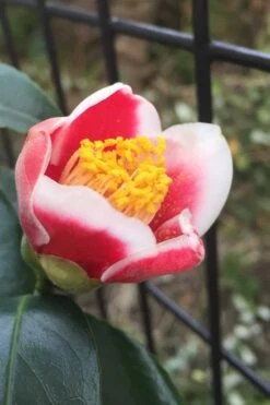 Tama No Ura Weeping Camellia Japonica - 1 Gallon Pot 13 Tama No Ura Weeping Camellia Japonica - 1 Gallon Pot -Best Bush Shop Camellia Tama No Ura 4