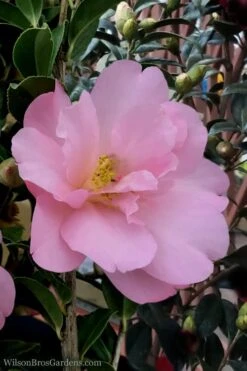 Taylors Perfection Pink Camellia Hybrid - 3 Gallon Pot 12 Taylors Perfection Pink Camellia Hybrid - 3 Gallon Pot -Best Bush Shop Camellia Taylors Perfection 60