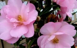 Taylors Perfection Pink Camellia Hybrid - 3 Gallon Pot 13 Taylors Perfection Pink Camellia Hybrid - 3 Gallon Pot -Best Bush Shop Camellia Taylors Perfection 61