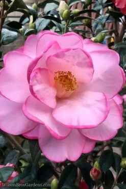 Taylors Perfection Pink Camellia Hybrid - 3 Gallon Pot 11 Taylors Perfection Pink Camellia Hybrid - 3 Gallon Pot -Best Bush Shop Camellia Taylors Perfection 62