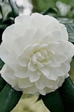 White By The Gate Camellia Japonica - 1 Gallon Pot