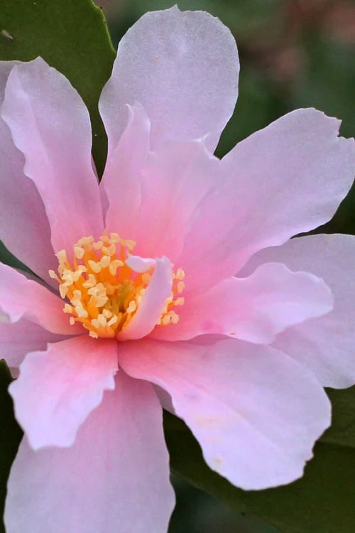 Winter's Toughie Cold Hardy Camellia - 3 Gallon Pot 4 Winter's Toughie Cold Hardy Camellia - 3 Gallon Pot - Image 4