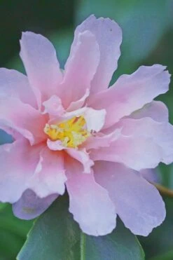 Winter's Toughie Cold Hardy Camellia - 3 Gallon Pot 11 Winter's Toughie Cold Hardy Camellia - 3 Gallon Pot -Best Bush Shop Camellia Winters Toughiet 6