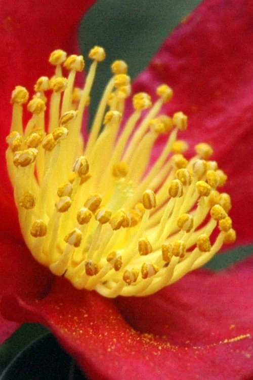 Yuletide Camellia Sasanqua - 2.5 Quart Pot 5 Yuletide Camellia Sasanqua - 2.5 Quart Pot - Image 5