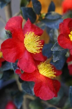 Yuletide Camellia Sasanqua - 2.5 Quart Pot 11 Yuletide Camellia Sasanqua - 2.5 Quart Pot -Best Bush Shop Camellia Yuletide 32