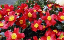 Yuletide Camellia Sasanqua - 2.5 Quart Pot 13 Yuletide Camellia Sasanqua - 2.5 Quart Pot -Best Bush Shop Camellia Yuletide 34