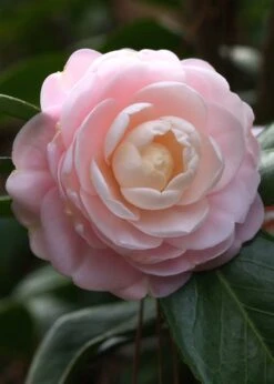 Pink Perfection Camellia Japonica - 6 Pack Of 1 Gallon Pots -Best Bush Shop Camillia Pink Perfection
