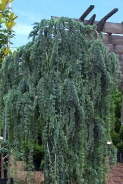 Weeping Blue Atlas Cedar - 5 Gallon Pot 9 Weeping Blue Atlas Cedar - 5 Gallon Pot -Best Bush Shop Cedar Weeping Blue Atlas 1
