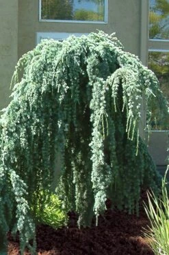 Weeping Blue Atlas Cedar - 5 Gallon Pot 11 Weeping Blue Atlas Cedar - 5 Gallon Pot -Best Bush Shop Cedar Weeping Blue Atlas 4