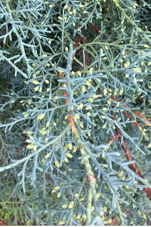 Carolina Sapphire Arizona Cypress - 7 Gallon Pot (3-4') 5 Carolina Sapphire Arizona Cypress - 7 Gallon Pot (3-4') - Image 5