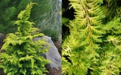 Gold Tip Fernspray Hinoki Cypress - 3 Gallon Pot 7 Gold Tip Fernspray Hinoki Cypress - 3 Gallon Pot -Best Bush Shop Cypress Gold Tip Fernspray