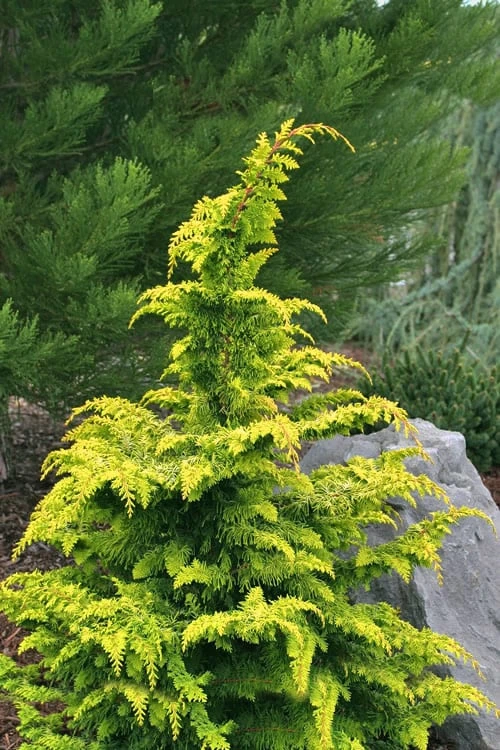 Gold Tip Fernspray Hinoki Cypress - 3 Gallon Pot 1 Gold Tip Fernspray Hinoki Cypress - 3 Gallon Pot