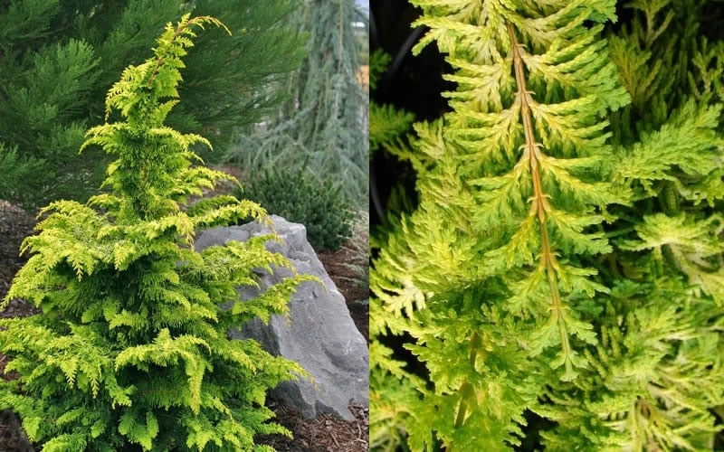 Gold Tip Fernspray Hinoki Cypress - 3 Gallon Pot 4 Gold Tip Fernspray Hinoki Cypress - 3 Gallon Pot - Image 4