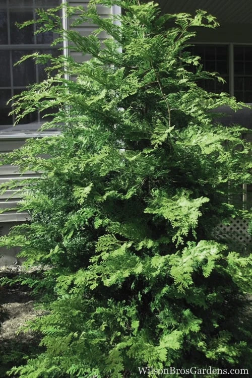 Southern Lace Hinoki Cypress - 7 Gallon Pot (4-5') 1 Southern Lace Hinoki Cypress - 7 Gallon Pot (4-5')