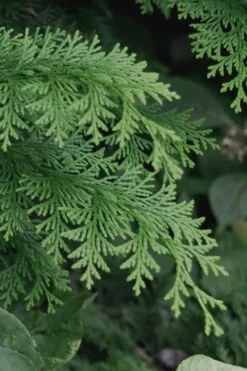 Southern Lace Hinoki Cypress - 7 Gallon Pot (4-5') 7 Southern Lace Hinoki Cypress - 7 Gallon Pot (4-5') -Best Bush Shop Cypress Hinoki Southern Lace 13