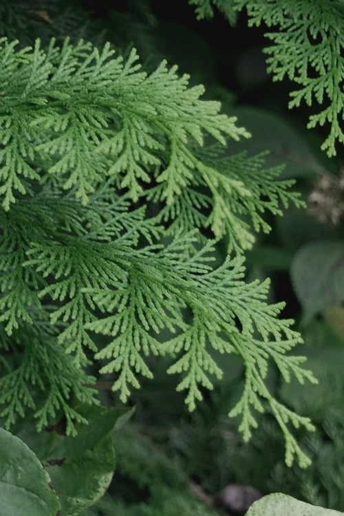 Southern Lace Hinoki Cypress - 7 Gallon Pot (4-5') 4 Southern Lace Hinoki Cypress - 7 Gallon Pot (4-5') - Image 4