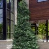 Slender Hinoki Cypress - 7 Gallon Pot (2-3')
