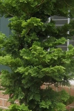 Slender Hinoki Cypress - 3 Gallon Pot (3-4') 8 Slender Hinoki Cypress - 3 Gallon Pot (3-4') -Best Bush Shop Cypress Slender Hinoki 19 1