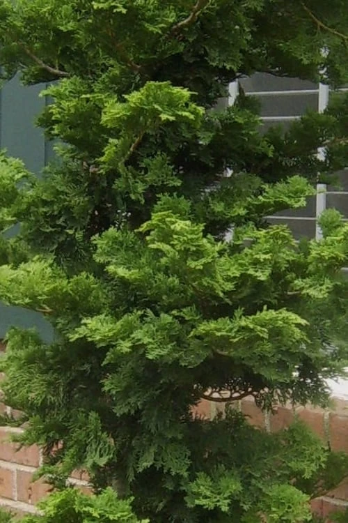 Slender Hinoki Cypress - 3 Gallon Pot (3-4') 4 Slender Hinoki Cypress - 3 Gallon Pot (3-4') - Image 4