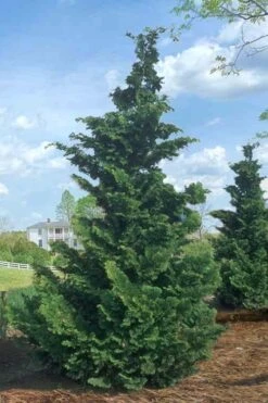 Slender Hinoki Cypress - 7 Gallon Pot (2-3') 9 Slender Hinoki Cypress - 7 Gallon Pot (2-3') -Best Bush Shop Cypress Slender Hinoki Rev 500x750 1