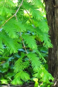 Dawn Redwood Tree (Metasequoia Glyptostroboides) - 3 Gallon Pot 12 Dawn Redwood Tree (Metasequoia Glyptostroboides) - 3 Gallon Pot -Best Bush Shop Dawn Redwood 2