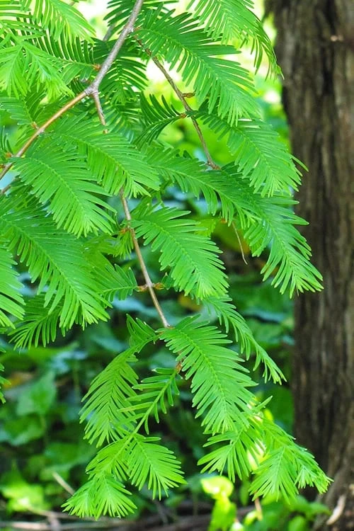 Dawn Redwood Tree (Metasequoia Glyptostroboides) - 3 Gallon Pot 4 Dawn Redwood Tree (Metasequoia Glyptostroboides) - 3 Gallon Pot - Image 4