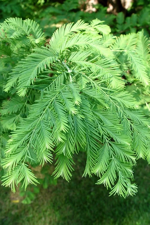 Dawn Redwood Tree (Metasequoia Glyptostroboides) - 3 Gallon Pot 7 Dawn Redwood Tree (Metasequoia Glyptostroboides) - 3 Gallon Pot - Image 7