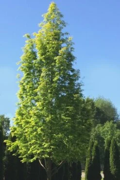 Dawn Redwood Tree (Metasequoia Glyptostroboides) - 3 Gallon Pot 16 Dawn Redwood Tree (Metasequoia Glyptostroboides) - 3 Gallon Pot -Best Bush Shop Dawn Redwood 5