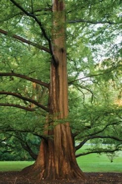 Dawn Redwood Tree (Metasequoia Glyptostroboides) - 3 Gallon Pot 14 Dawn Redwood Tree (Metasequoia Glyptostroboides) - 3 Gallon Pot -Best Bush Shop Dawn Redwood 6