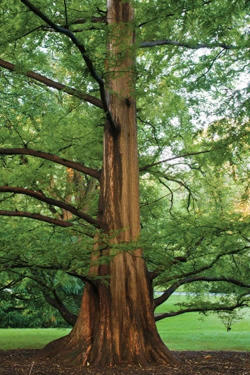 Dawn Redwood Tree (Metasequoia Glyptostroboides) - 3 Gallon Pot 6 Dawn Redwood Tree (Metasequoia Glyptostroboides) - 3 Gallon Pot - Image 6
