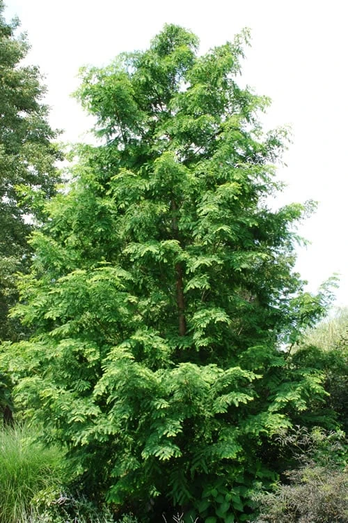Dawn Redwood Tree (Metasequoia Glyptostroboides) - 3 Gallon Pot 1 Dawn Redwood Tree (Metasequoia Glyptostroboides) - 3 Gallon Pot