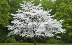 Jean's Appalachian Snow White Dogwood Tree - 3 Gallon Pot 11 Jean's Appalachian Snow White Dogwood Tree - 3 Gallon Pot -Best Bush Shop Dogwood Cherokee Princess 50