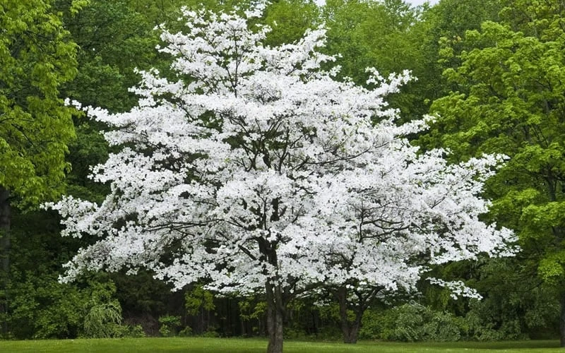 Jean's Appalachian Snow White Dogwood Tree - 3 Gallon Pot 5 Jean's Appalachian Snow White Dogwood Tree - 3 Gallon Pot - Image 5