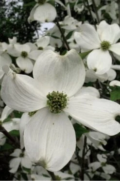 Jean's Appalachian Snow White Dogwood Tree - 3 Gallon Pot 12 Jean's Appalachian Snow White Dogwood Tree - 3 Gallon Pot -Best Bush Shop Dogwood Cherokee Princess 500x750 1