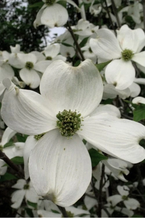 Jean's Appalachian Snow White Dogwood Tree - 3 Gallon Pot 6 Jean's Appalachian Snow White Dogwood Tree - 3 Gallon Pot - Image 6