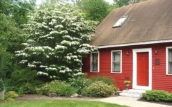 White Kousa Chinese Dogwood - Cornus Kousa - 2 Gallon Pot (4 To 5 Feet Tall) 12 White Kousa Chinese Dogwood - Cornus Kousa - 2 Gallon Pot (4 To 5 Feet Tall) -Best Bush Shop Dogwood Chinese White 1