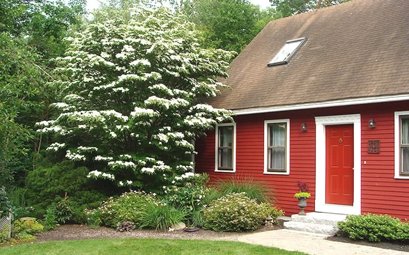 White Kousa Chinese Dogwood - Cornus Kousa - 2 Gallon Pot (4 To 5 Feet Tall) 5 White Kousa Chinese Dogwood - Cornus Kousa - 2 Gallon Pot (4 To 5 Feet Tall) - Image 5